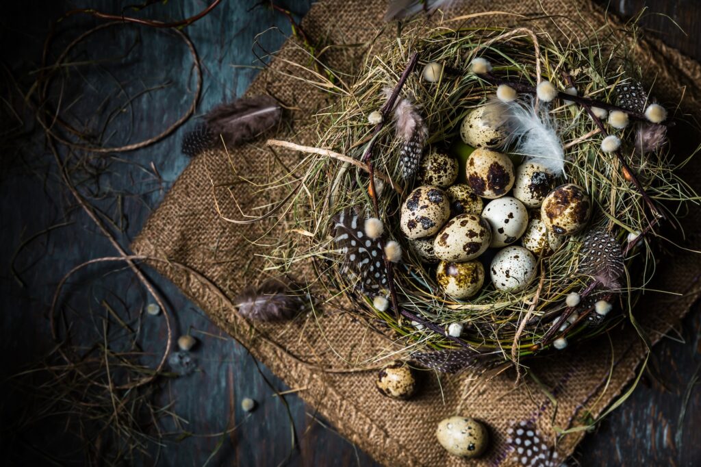 Nest with quail eggs for Easter and blooming branches on black background